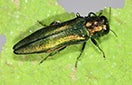 Emerald Ash Borer