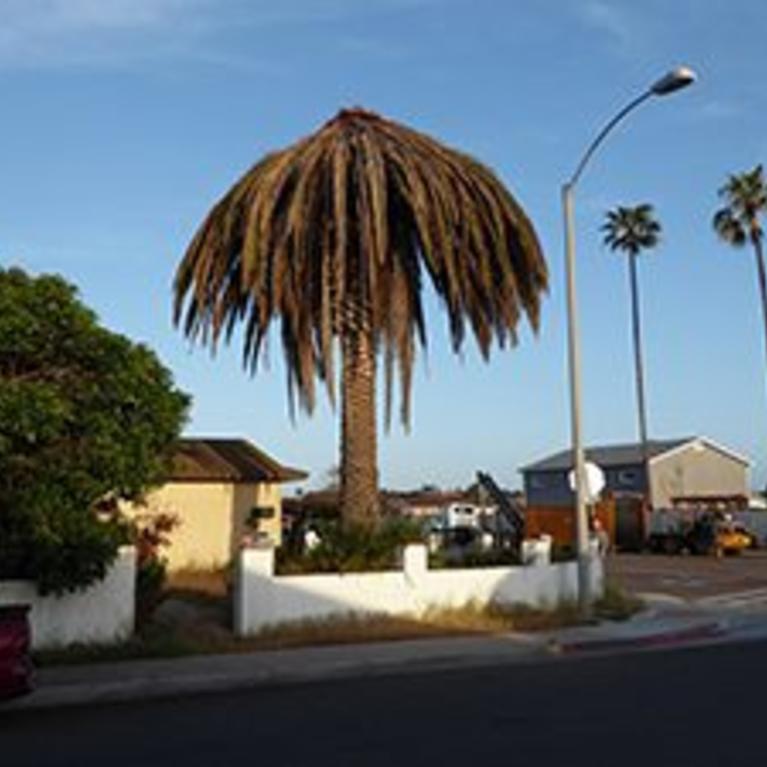 Palm Tree