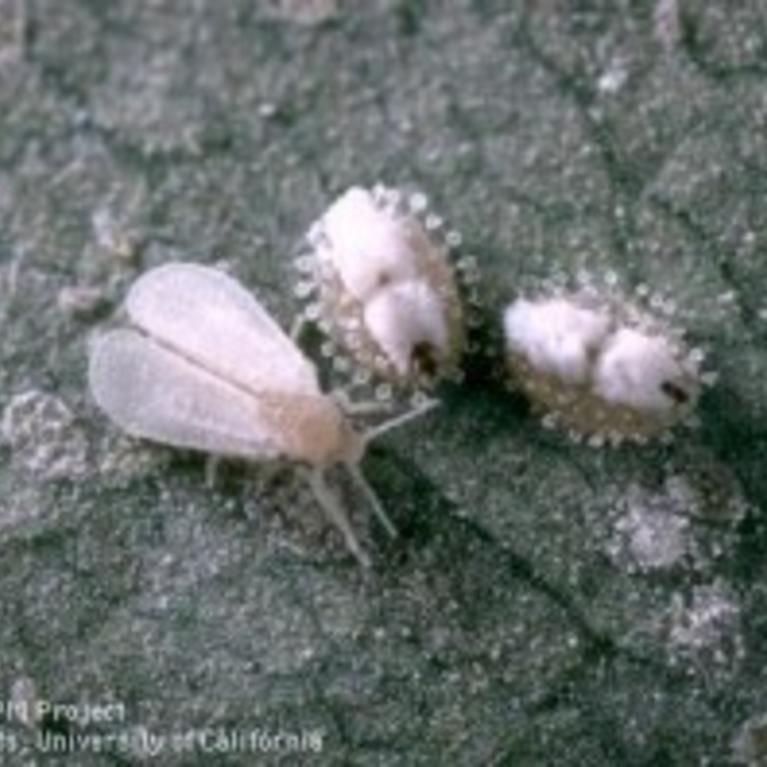 Ash Whitefly