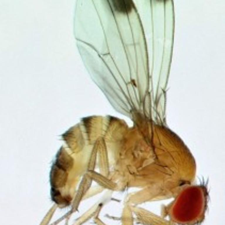 Spotted Wing Drosophila