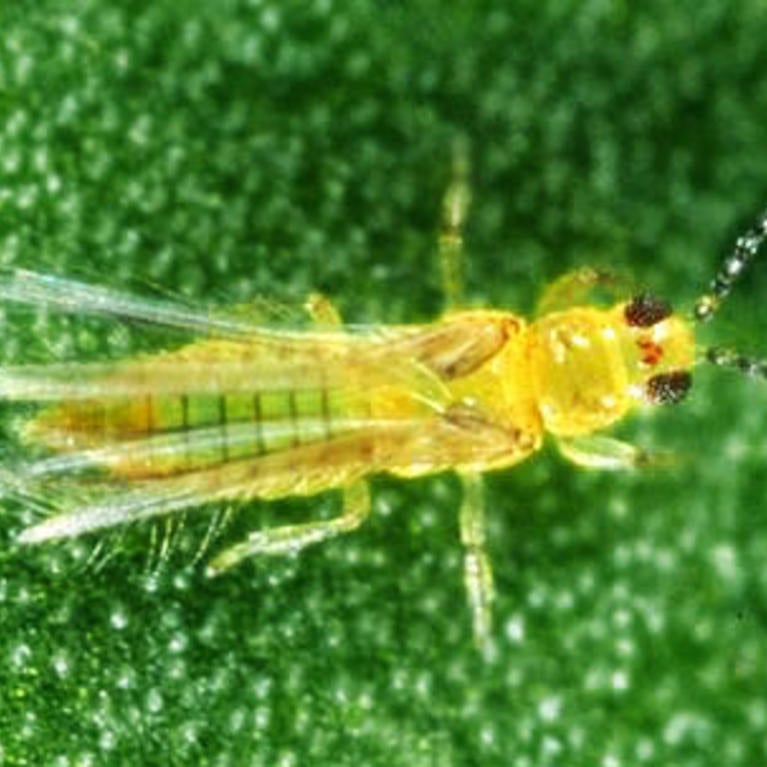 Avocado Thrips