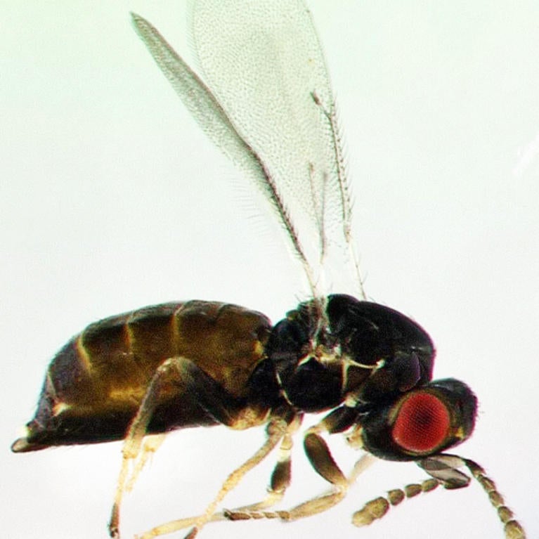 Blue Gum Galling Wasp