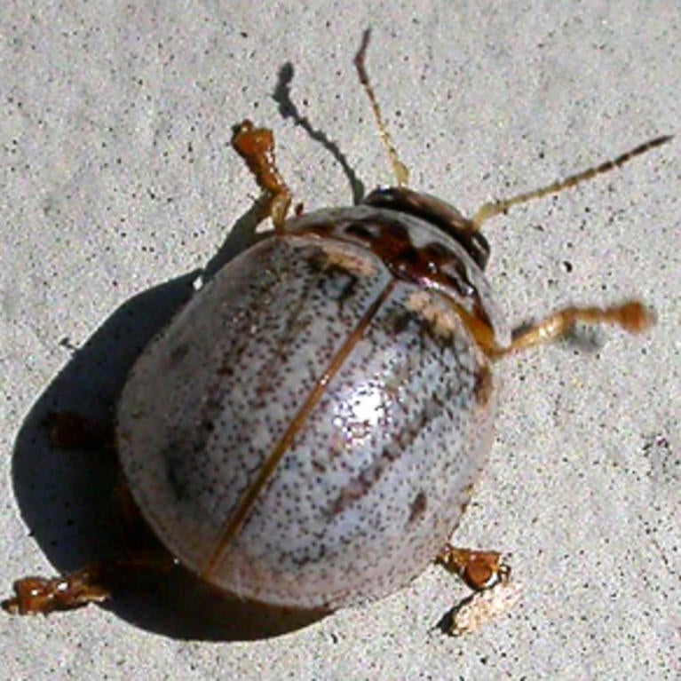 Eucalyptus Leaf Beetle