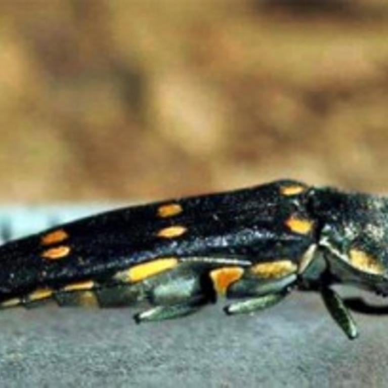 Goldspotted Oak Borer
