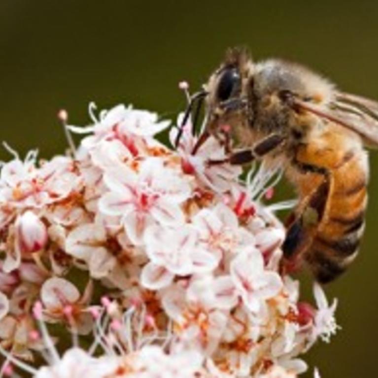 Africanized Honey Bee