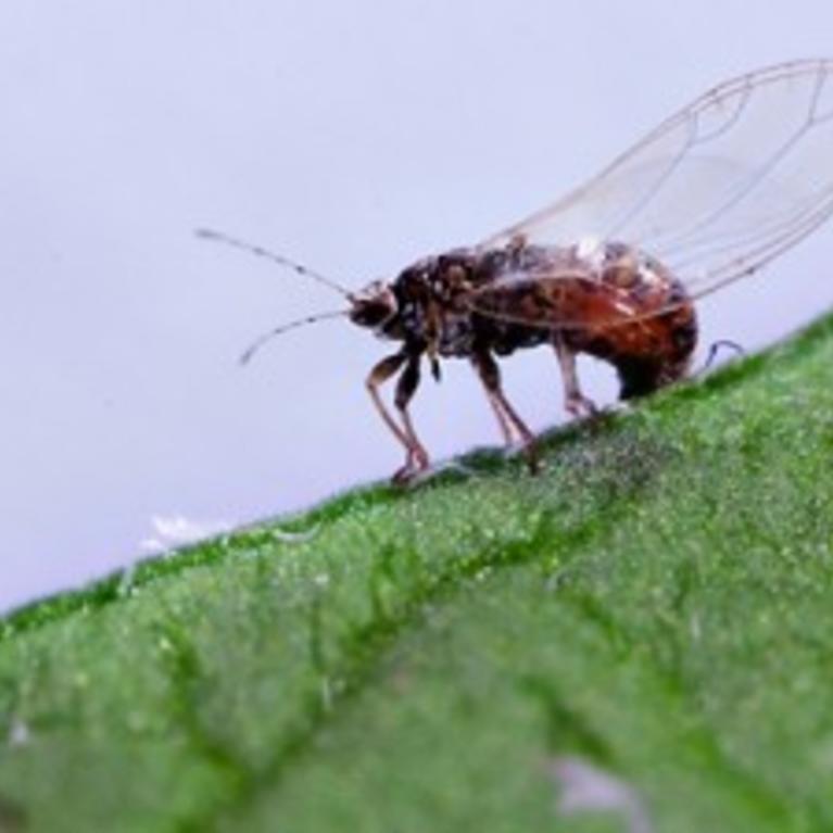 Potato Psyllid
