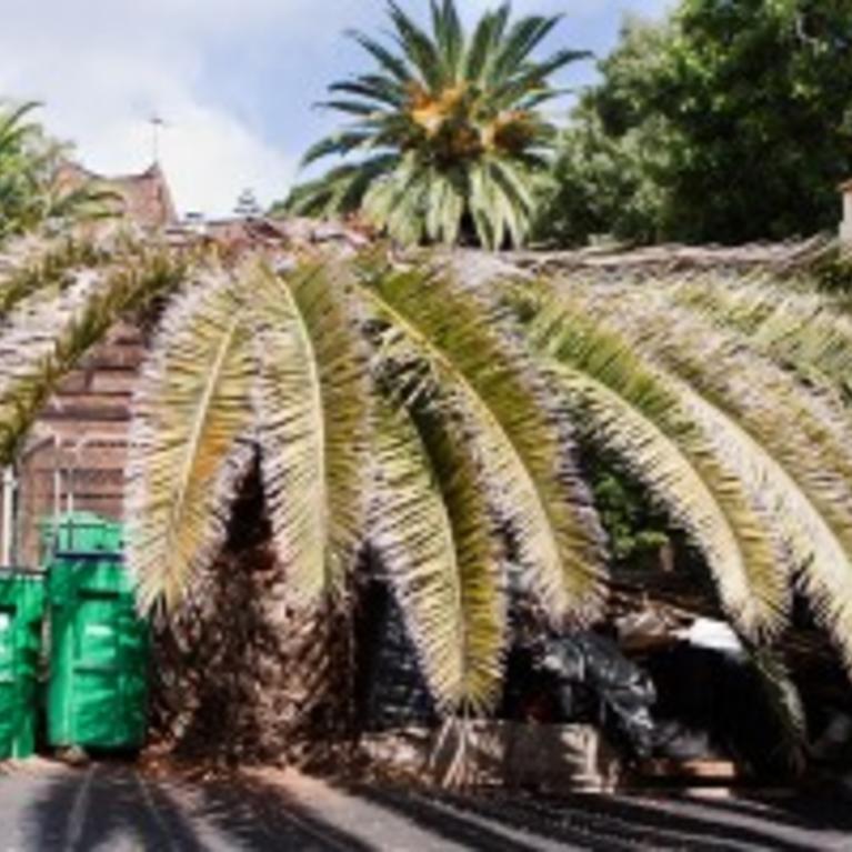 RPW infested palm at Laguna