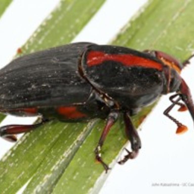 red palm weevil