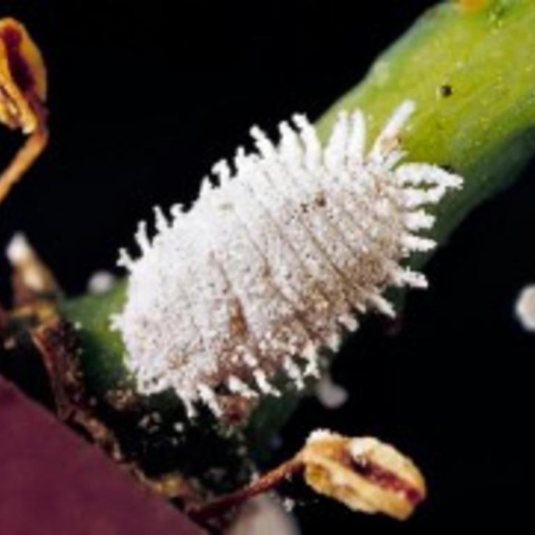 Vine Mealybug