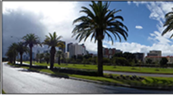 Ornamental Canary Islands date palms