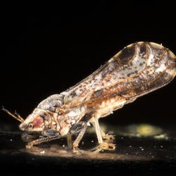 Asian Citrus Psyllid (c) CISR