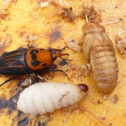 Red Palm Weevil larva, pupa, and adult (c) Mike Lewis