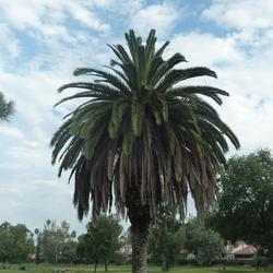 healthy Canary Palm (c) Mark Hoddle