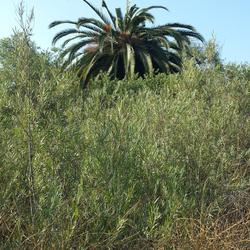 partial crown collapse sweetwater regional park (c) Mark Hoddle