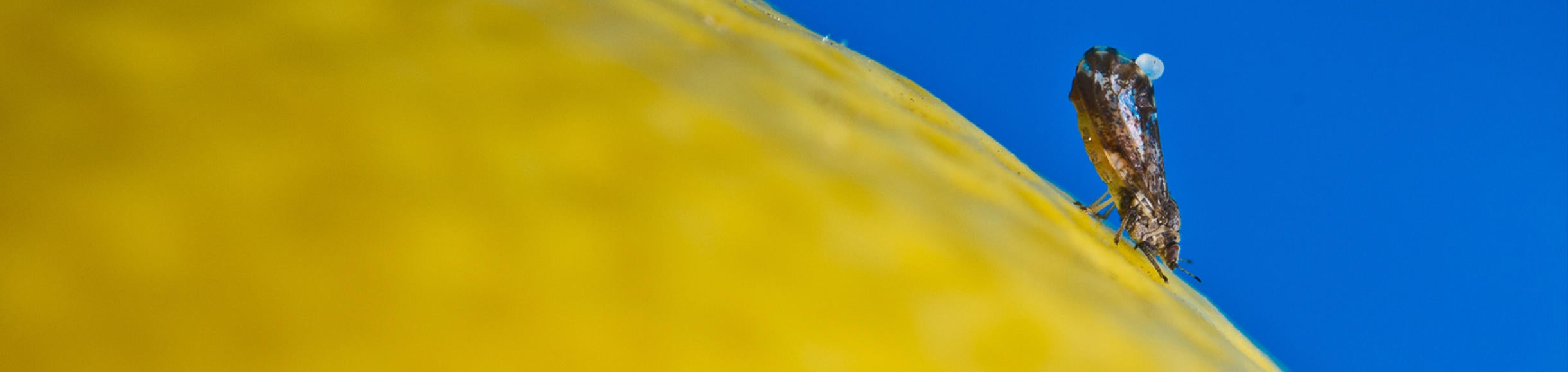 UCR-Mike Lewis-CISR-Asian Citrus Psyllid