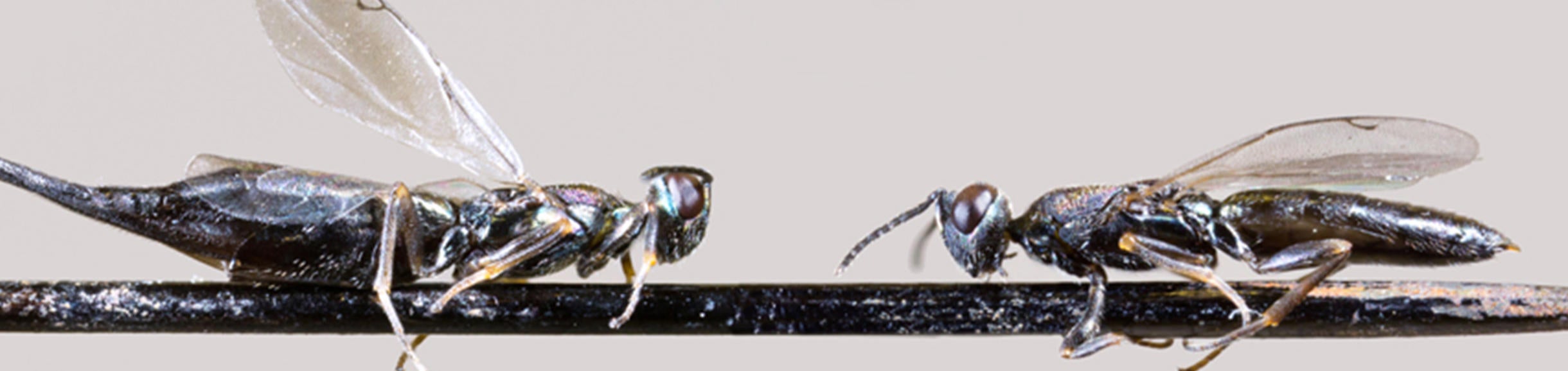 UCR-Mike Lewis-CISR-Calosta Elongate Male and Female