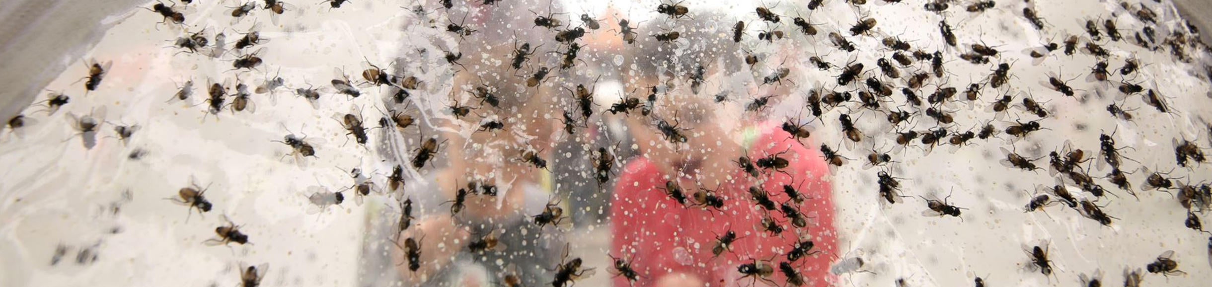 UCR- Stan Lim- Insect Fair