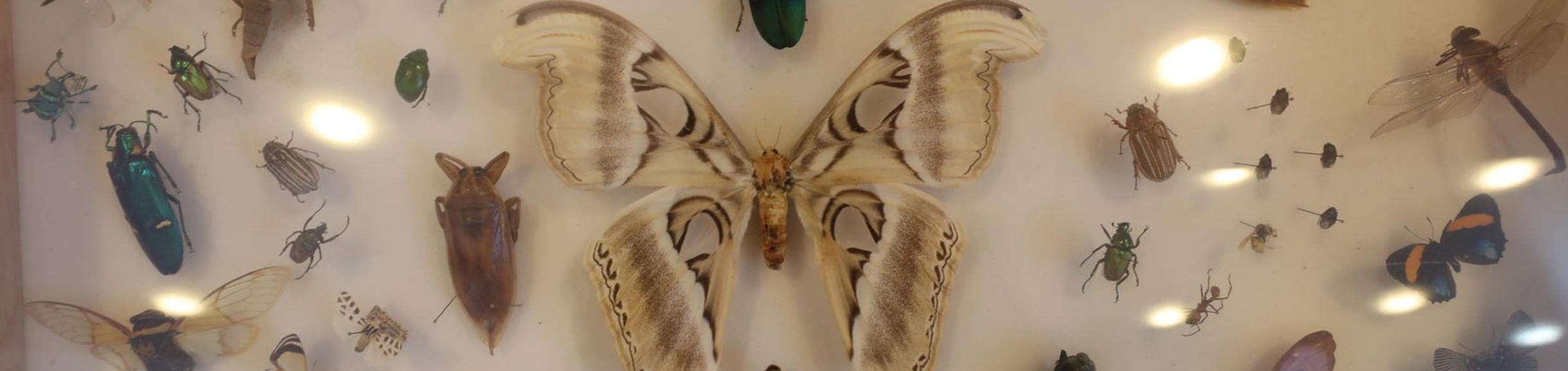 Stan Lims - Insect Display