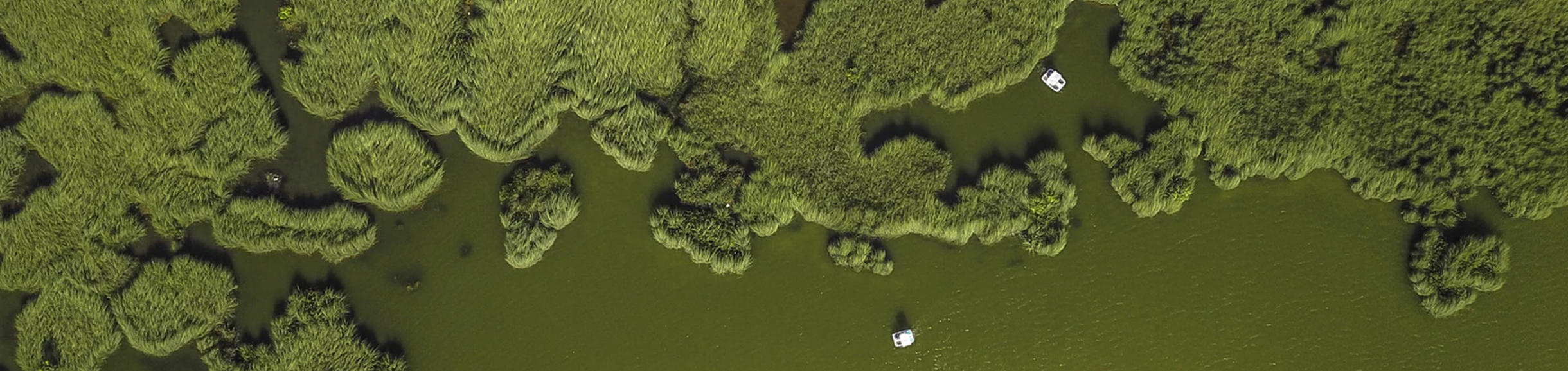 Unsplash- Green Alae