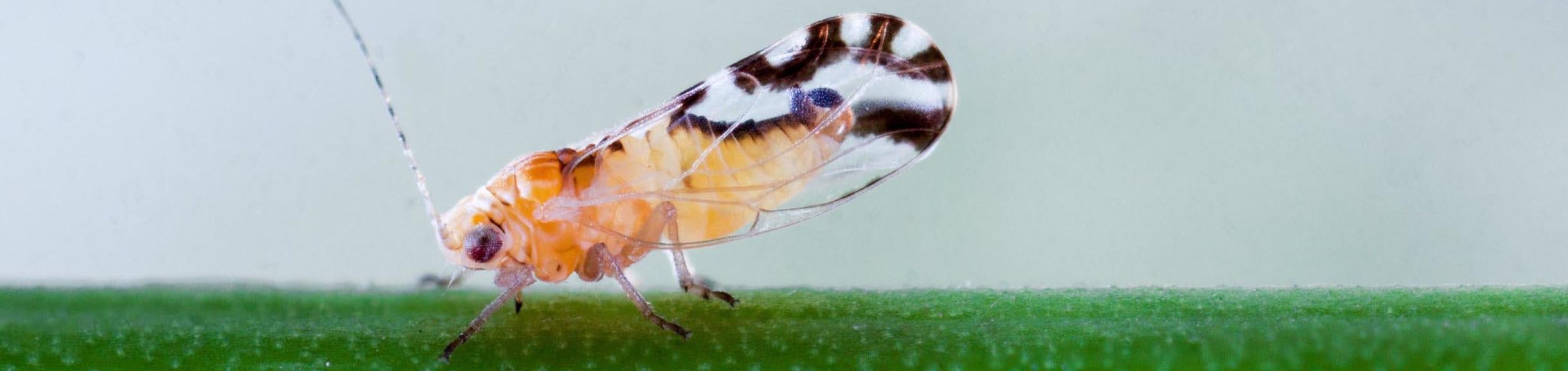 Asian psyllid (c) Mike Lewis