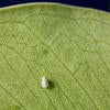 Ficus Whitefly