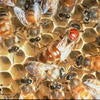 Africanized Honey Bee