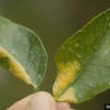 Asiatic Citrus Canker