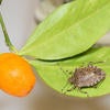 brown marmorated stink bug