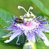 Japanese Beetle