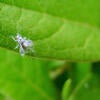 Asian Wooly Hackberry Aphid