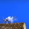 Asian Wooly Hackberry Aphid