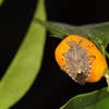 brown marmorated stink bug
