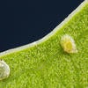 Ficus Whitefly