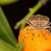 brown marmorated stink bug