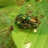 Japanese Beetle