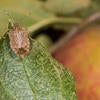 brown marmorated stink bug