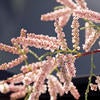 Saltcedar
