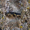 gold spotted oak borer