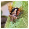 brown marmorated stink bug