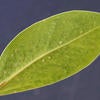 Ficus Whitefly