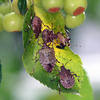 brown marmorated stink bug
