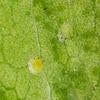 Ficus Whitefly