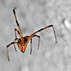 Brown Widow Spider