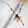 Brown Widow Spider