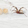 Brown Widow Spider