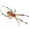 Brown Widow Spider