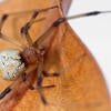 Brown Widow Spider