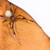 Brown Widow Spider