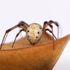 Brown Widow Spider