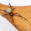 Brown Widow Spider
